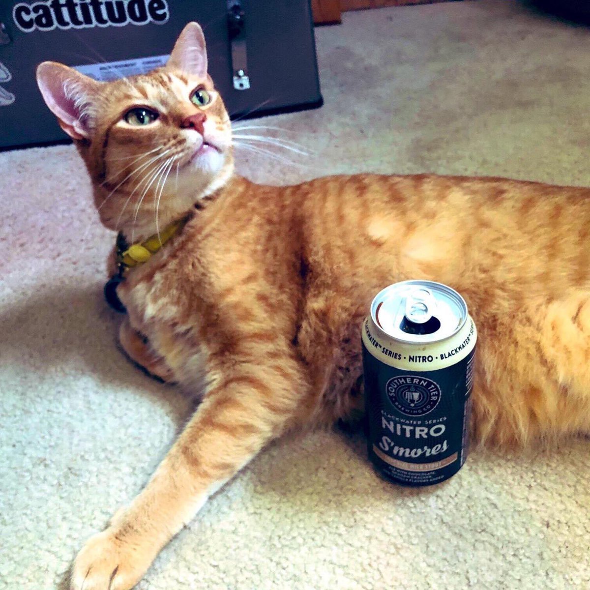 JimmRet's tweet photo. #ThisDayIn 2019
@Kull31’s cats will be toasting the memory of #thePuff and #Sonya! #SundanceTheBoy has @stbcbeer’s Nitro S’mores Imperial Milk Stout.
#kat #cat #catsofinstagram #katze #gato #tabby #orangetabby #craftbeer #beercat https://t.co/h4BHVoXGsa