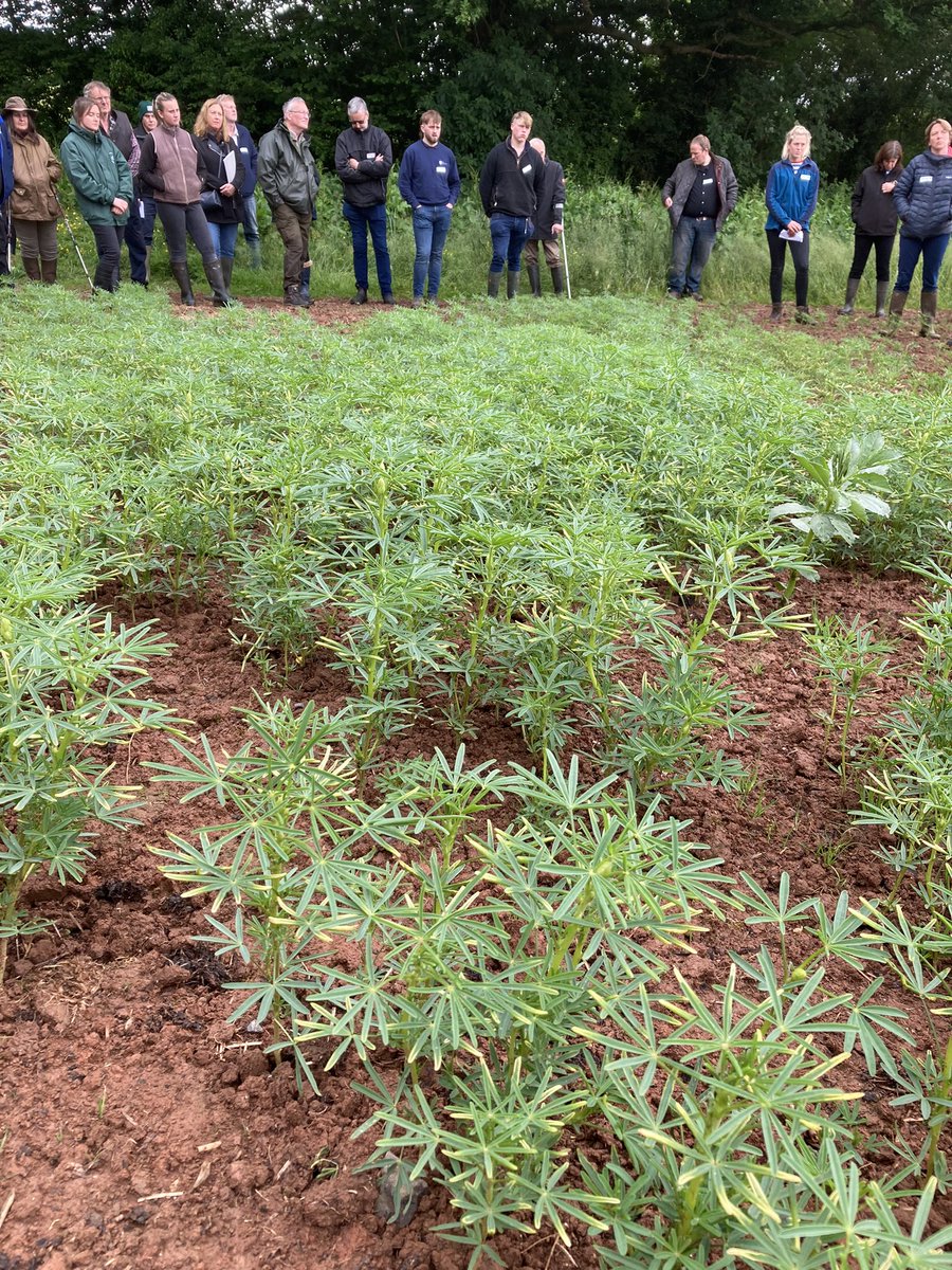 #herballeys #lupins #peasandbarley #grassfedcattle Sustainable farming at its best at todays @AHDB_BeefLamb monitor farm meeting in Herefordshire with @DovecotePark 💪