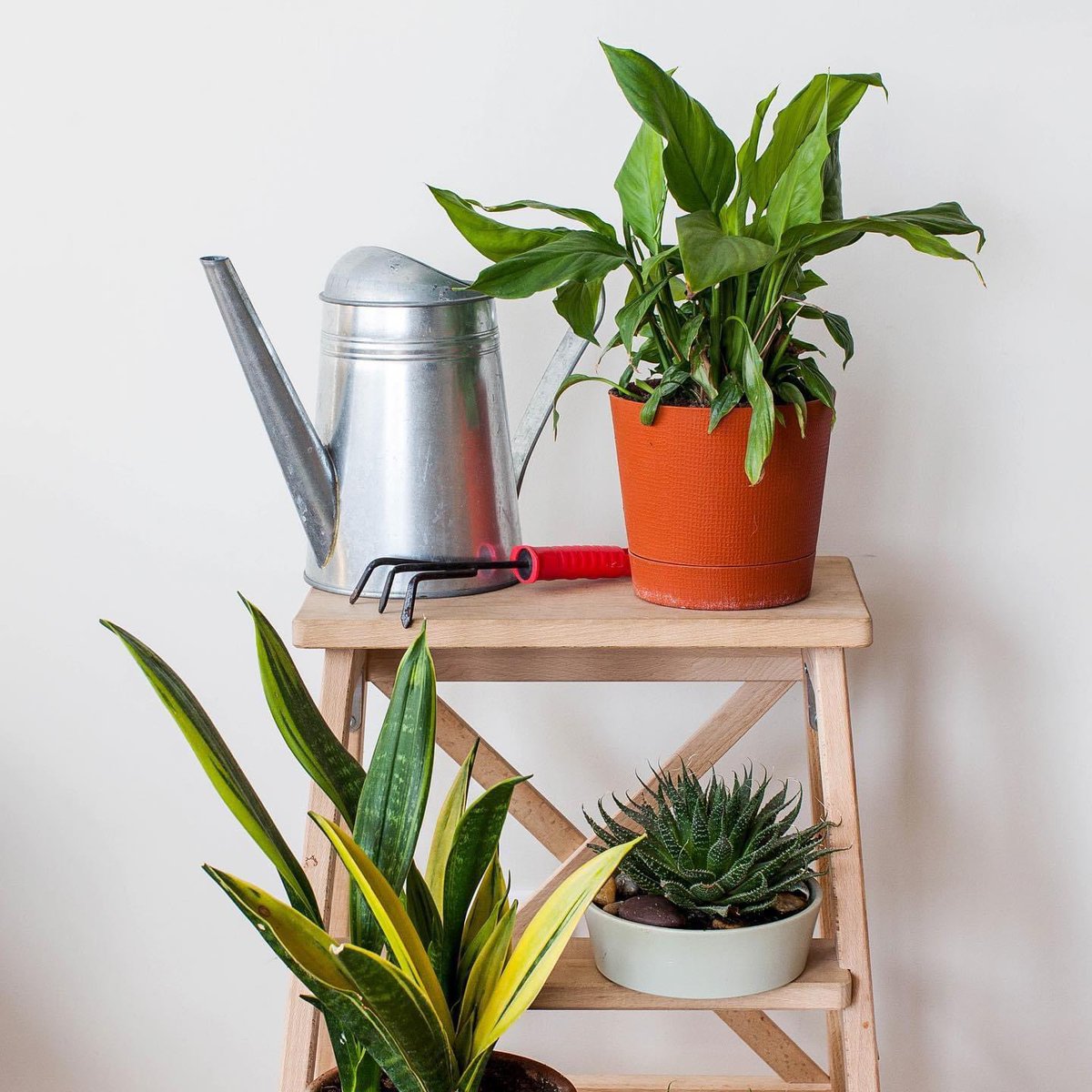 MistMaker_'s tweet photo. Pace lily, lace aloe and sansevieria 📸🪴

 #plants #plantslovers #gardendesign https://t.co/7YMtrhxrZs