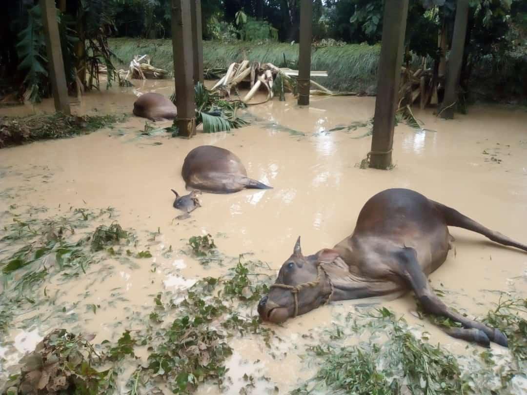 patricia mukhim (@meipat) on Twitter photo This is Garo Hills in Meghalaya where floods have taken lives and livelihoods. Does India or it's media care about the Northeast and its annual sorrow? No, all obsessed with Delhi's politics, shrill, hate politics and other trivia This is Garo Hills in Meghalaya where floods have taken lives and livelihoods. Does India or it's media care about the Northeast and its annual sorrow? No, all obsessed with Delhi's politics, shrill, hate politics and other trivia