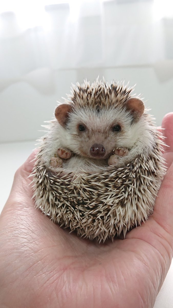 再販！訳あり！！ハリネズミ親子♡