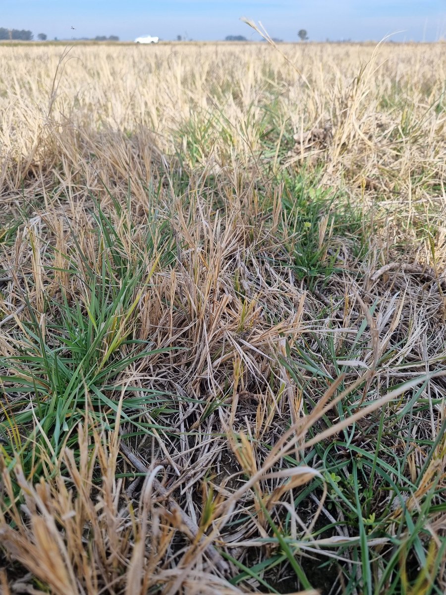 Ezequiel Odello tweet media