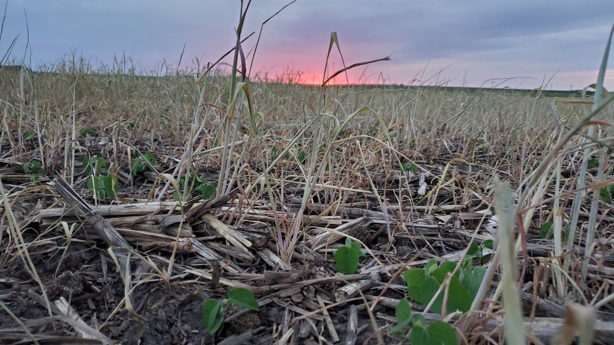 kruser02's tweet image. Soy seedling sunset. Enjoying the company of its terminated rye #covercrop