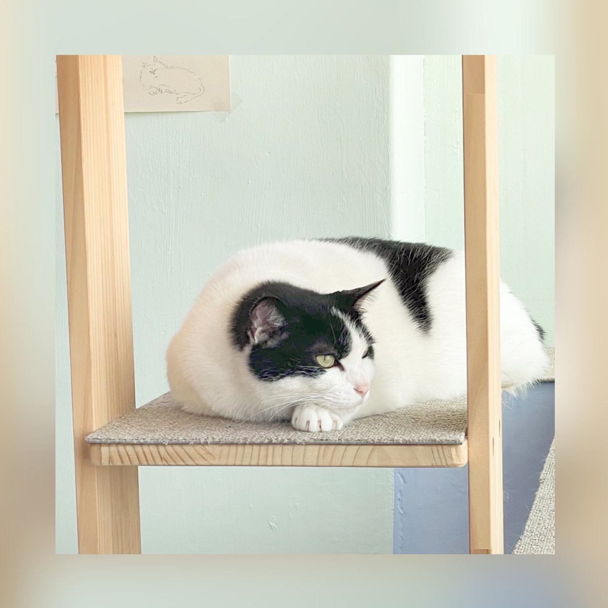 🐈요다 (중2)                  🐈요끼(초3)