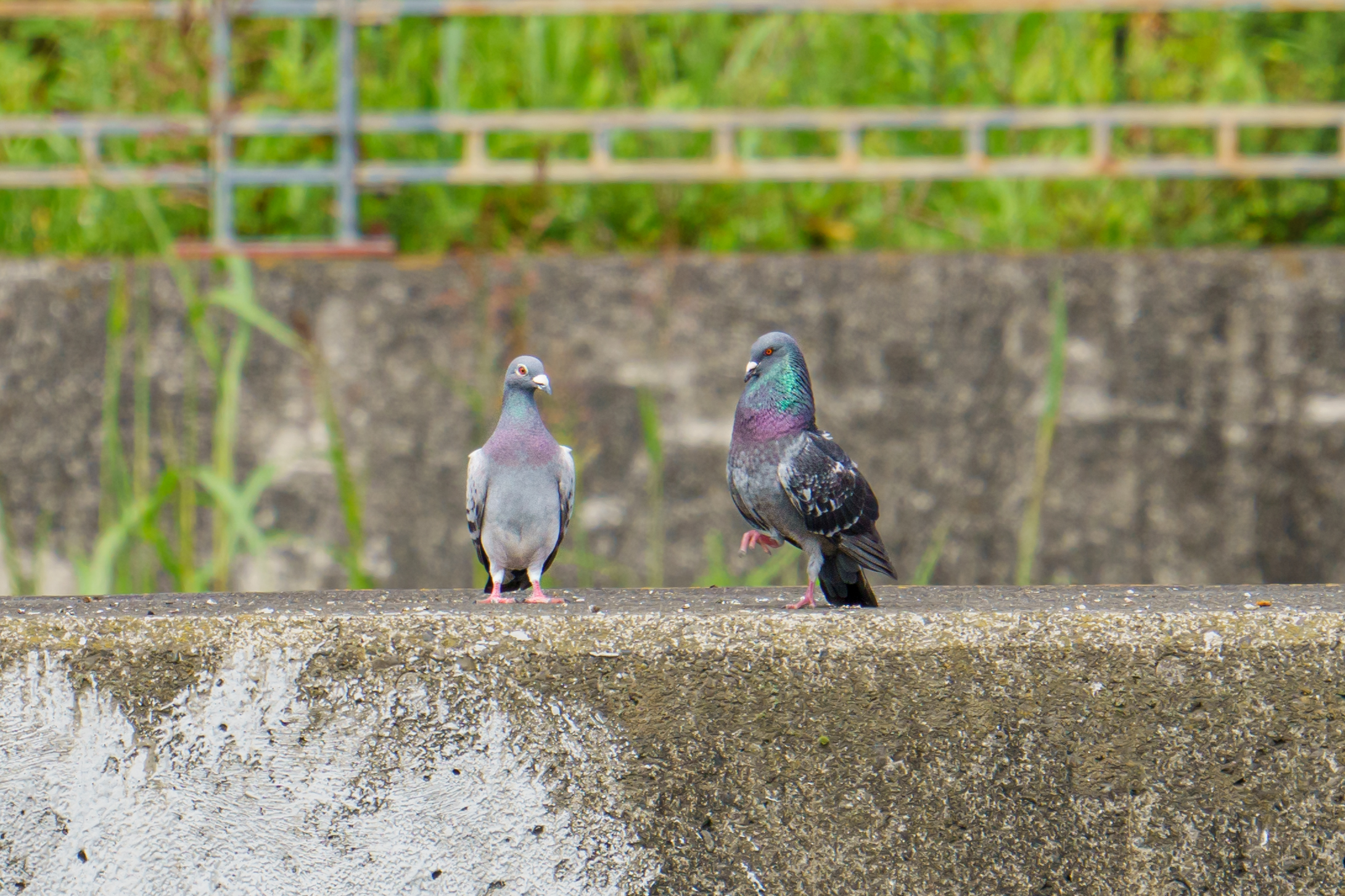 鳩の求愛 Twitter Search Twitter