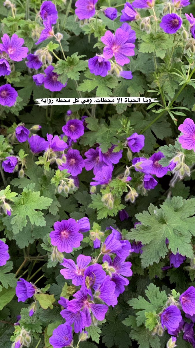 Hasna_442's tweet photo. وما الحياة إلا محطات، وفي كل محطة رواية. 💜
#الطبيعة #الورد https://t.co/3ZBQ7Afevk