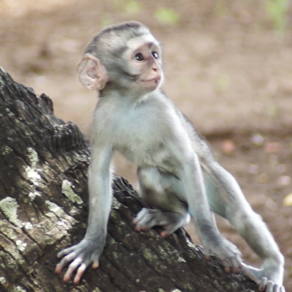 FreedomDeployer's tweet photo. #Freedommonkey #0013 listed for 0.065 ETH. https://t.co/qi3ziJOXpg #NFTCommunity #NFT #NFTdrops #newnftproject #newNFTs #newnft #monkeynft #photonft #photonfts #natureNFTs #monkeys https://t.co/1fGv8xZkac