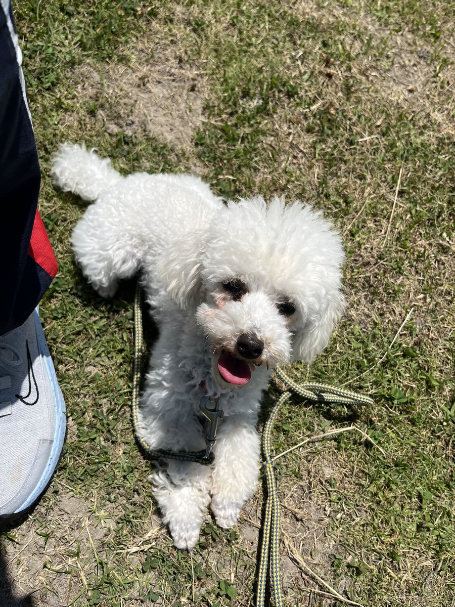 33dog_staff's tweet photo. お勉強中
#聴導犬 #トイプードル https://t.co/0rTcfVn7Pv