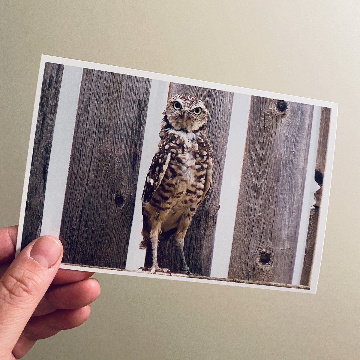 SaraDBurkart's tweet photo. @Theorossi A follow up on my addition to the #PawsForTheo video:
The donation I made in your name was to adopt a burrowing owl for a year!! I just got all the info today, and her name is Ellie 🥰♥️ https://t.co/1xWemLDX1g