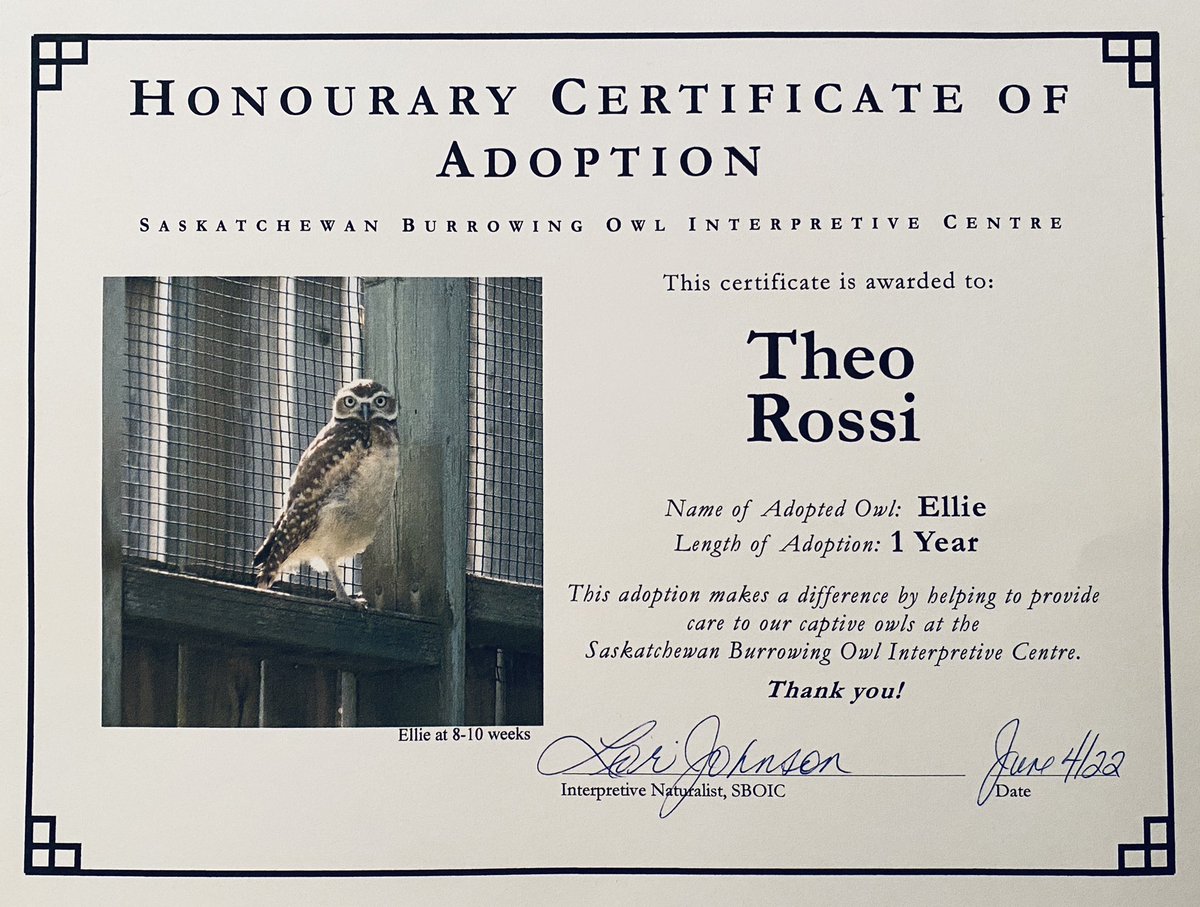 SaraDBurkart's tweet photo. @Theorossi A follow up on my addition to the #PawsForTheo video:
The donation I made in your name was to adopt a burrowing owl for a year!! I just got all the info today, and her name is Ellie 🥰♥️ https://t.co/1xWemLDX1g