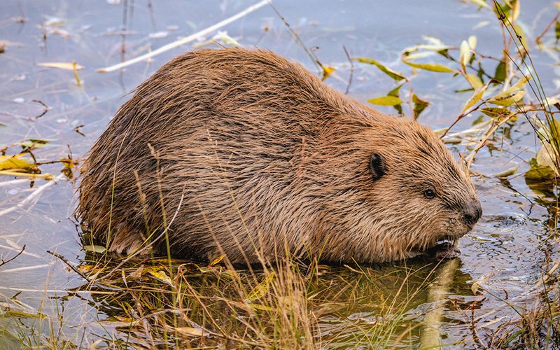 PacificForest's tweet photo. Bring Beavers Back! The current #California state #budget proposal allocates #funding for a @CaliforniaDFW program to help relocate #beavers within their old home range. See PFT's #ForestFlash https://t.co/7GbBzxlU7T https://t.co/CS2guWSsYs
