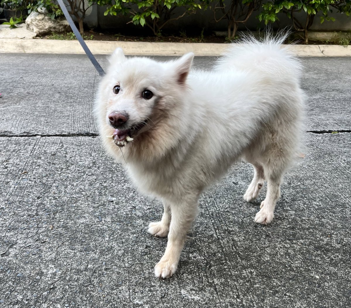 samfarben's tweet photo. belair frens ‼️
lost dog found along wayfield !

if anyone knows the owners please let me know, thank u! https://t.co/NM8ZKgsynu