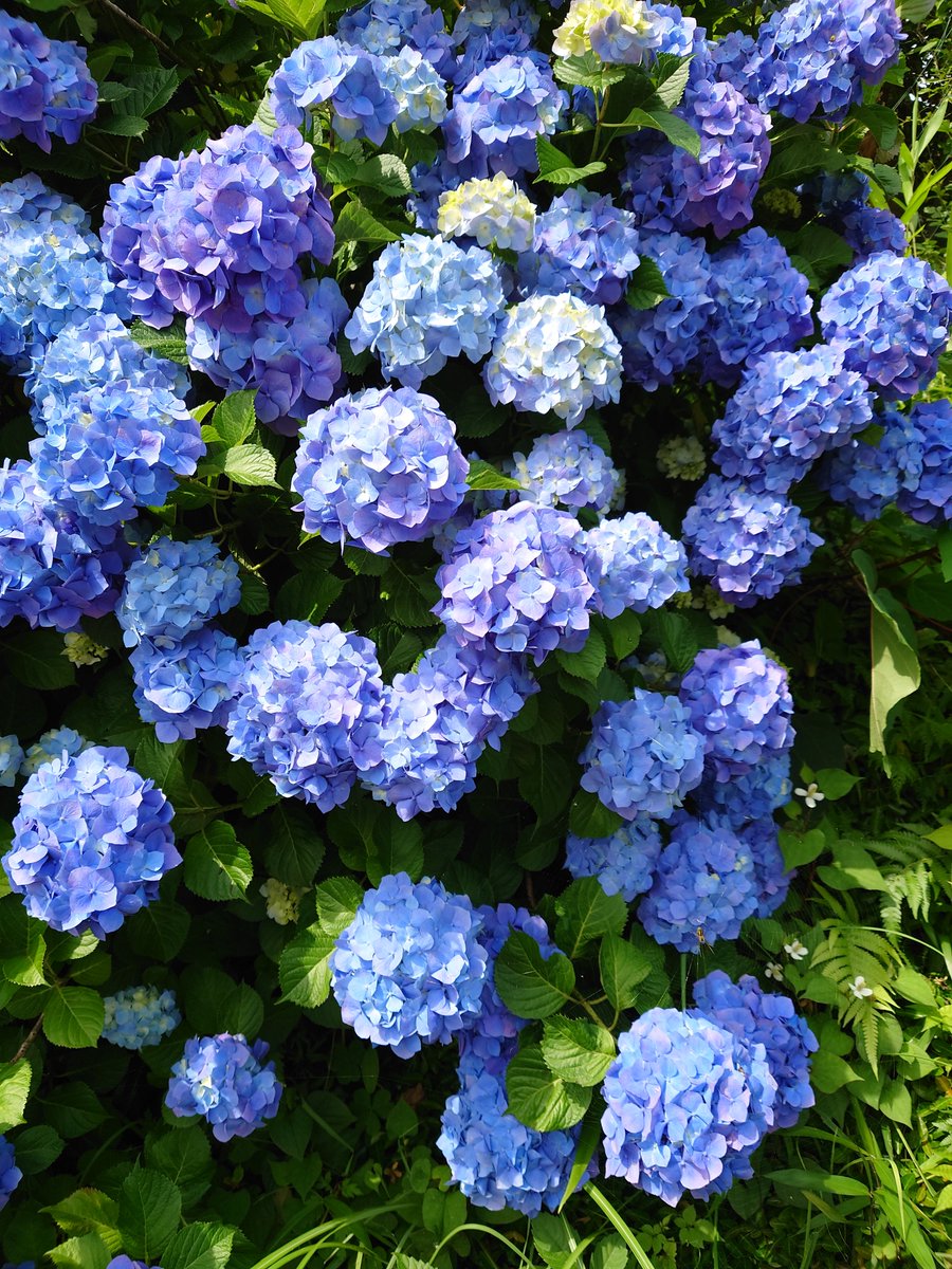 黒くまぷりん＠検索１位趣味ブロガー tweet media