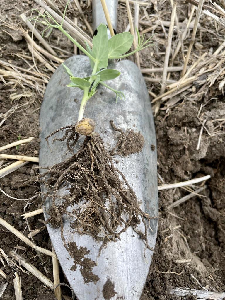 Megan Davidson tweet media