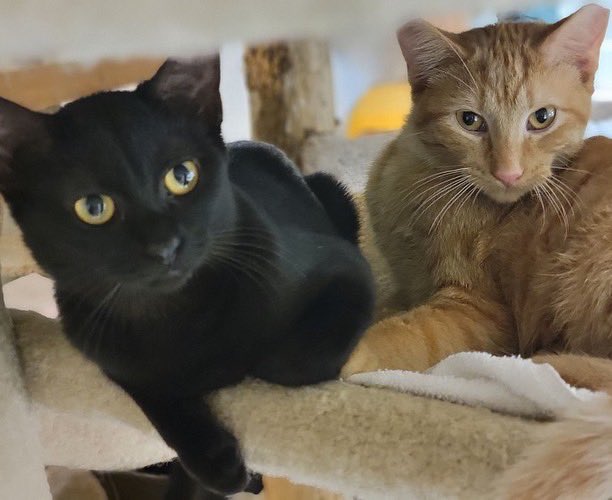 Cat_Guardians's tweet photo. Congratulations to siblings George Jr. and Reney on finding their forever home along with sweet Peaches Kay who will be tagging along!  #AdoptDontShop #threeisbetterthantwo #threescompany #georgejr #reney #peacheskay #newyearnewforeverhome https://t.co/b4jdxo8NhQ
