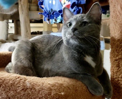 Cat_Guardians's tweet photo. Congratulations to siblings George Jr. and Reney on finding their forever home along with sweet Peaches Kay who will be tagging along!  #AdoptDontShop #threeisbetterthantwo #threescompany #georgejr #reney #peacheskay #newyearnewforeverhome https://t.co/b4jdxo8NhQ