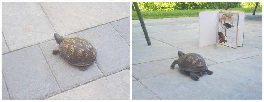 This gentleman stopped by to visit the library patio and enjoy a book about his cousins! #OXPL #oxfordct #turtles