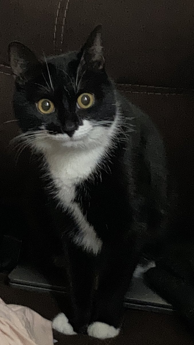 <a href="/NFThicc/">NFThicc 🍑| Lucid Ladies minting is live 💋</a> I CANNOT! I love tuxedo cats, my cat is always ready for a party. She's such a diva. This is velli (government name: Makavelli)