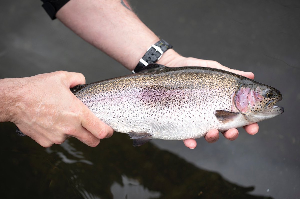 Postelsia tweet media