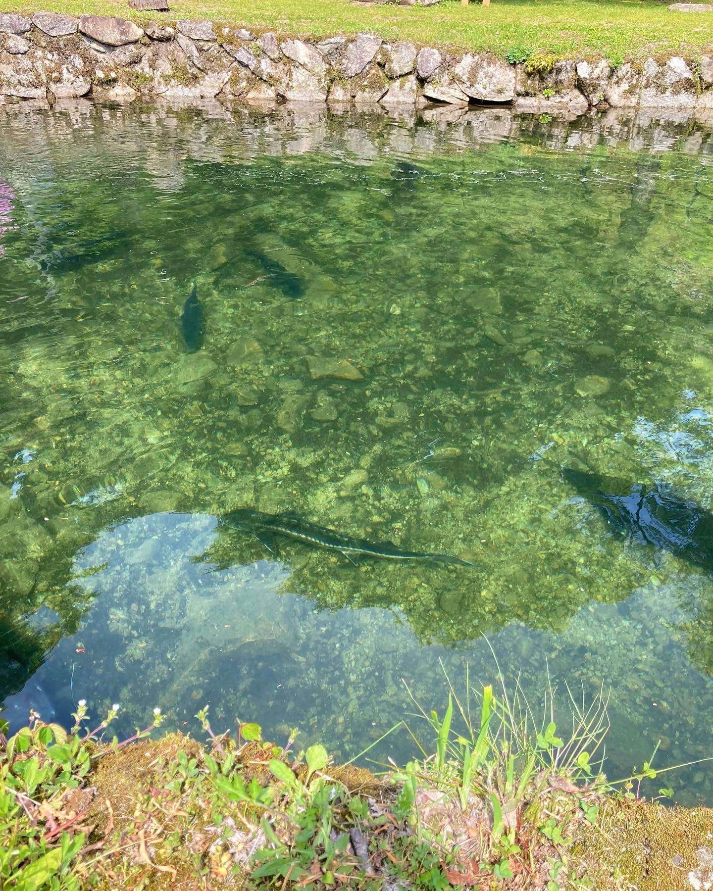大暮養魚場 公式 Ooguresakana Twitter