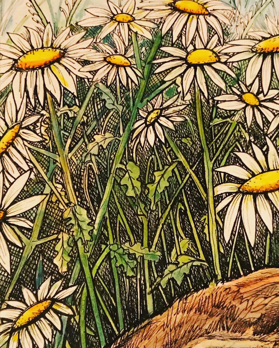 susiehammondart's tweet photo. Hare in the Meadow ink illustration @susiehammondart #suffolkillustrator #suffolkcoast #wildflowerhour #wildflowers #daisies #suffolkblogger #art #artistontherise #EASTANGLIA #eadt #eastanglianartist # https://t.co/c5FEglJAfM