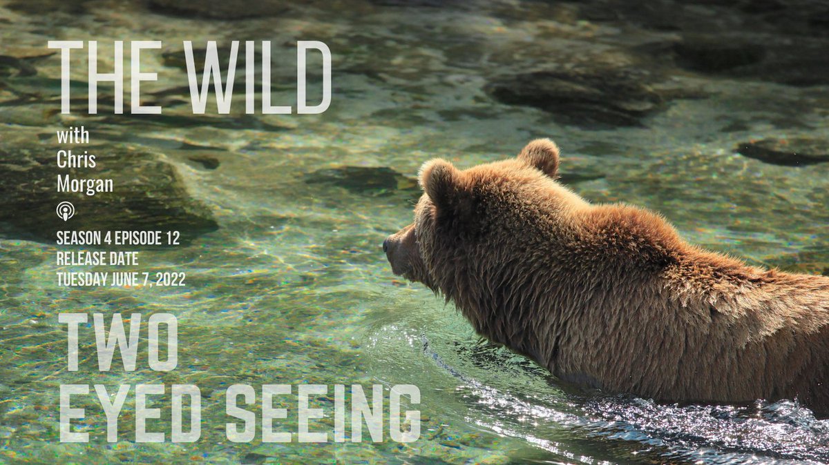MorganWildlife's tweet image. "We're having real problems getting enough salmon...is that what's driving the bears to move?.. it's these kinds of questions that I really want to be able to go to government and say that we need a better management system..."  Jenn W.