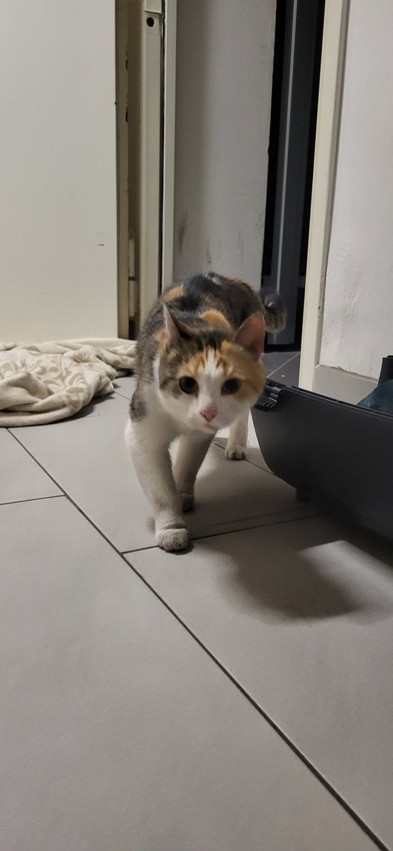Vintagemadchen's tweet photo. Sie hat jetzt erstmal einen warmen Platz, Futter und ein Bett. https://t.co/bRSmXONxTg