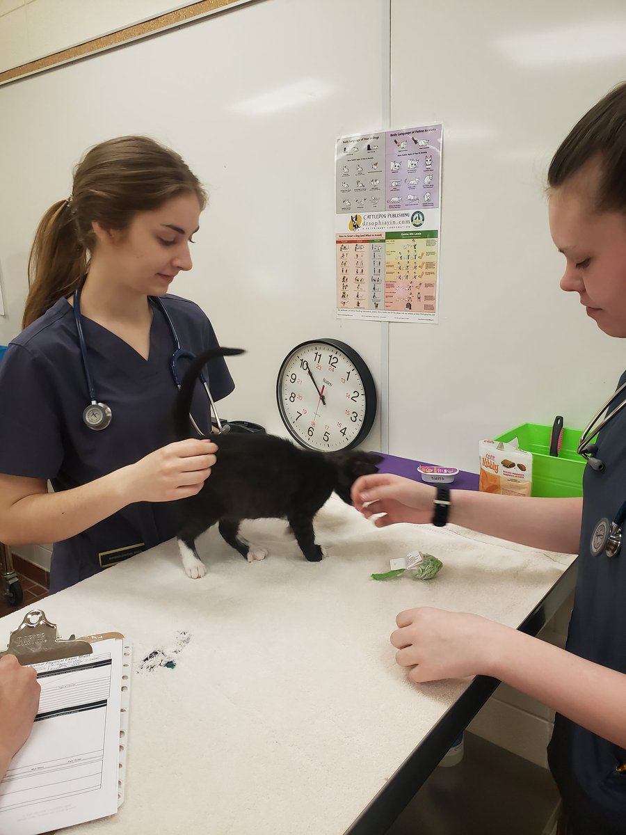 CloustonMisty's tweet photo. Our AHT students are at it again doing cat (and kitten) physical exams!!   Nothing is better than watching these students smile,  laugh and practice their skills! https://t.co/6x4rCQtXuj
