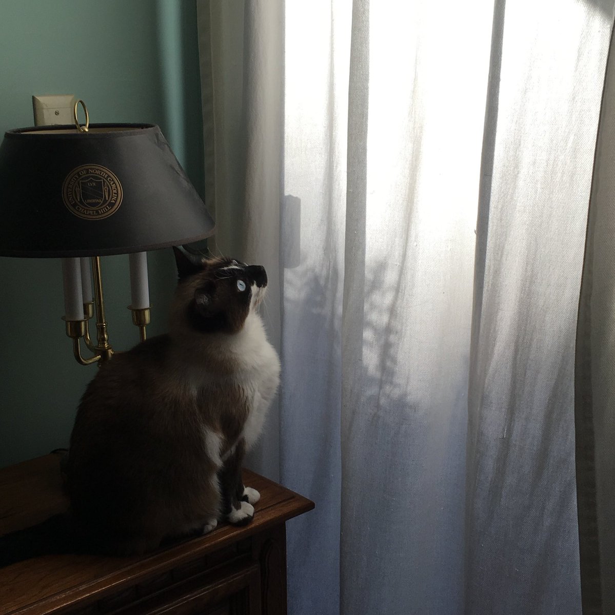 BigMinnieMoo's tweet photo. Up early every morning waiting for the show to begin ☀️ #CatsOfTwitter #Cats https://t.co/5Dvq1LnTLJ