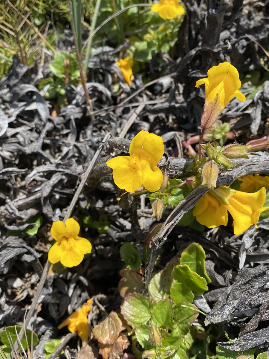 hammozygosity's tweet photo. Spotted some familiar spots out at Asilomar State Beach! If you wanna hear more about how these little guys‘ genome responds to climate stress, come see my poster (T90) tonight at #PEQG2022 !! #blackmanlab https://t.co/2nP1jC9mw3