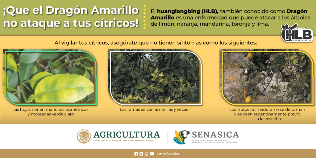 SENASICA's tweet photo. Vigila a tus árboles de #cítricos porque el #DragónAmarillo anda asechándolos 🐲 🍋🍊
Conoce los síntomas para prevenir que toda tu producción se enferme de #HLB https://t.co/0LDidx3v5z