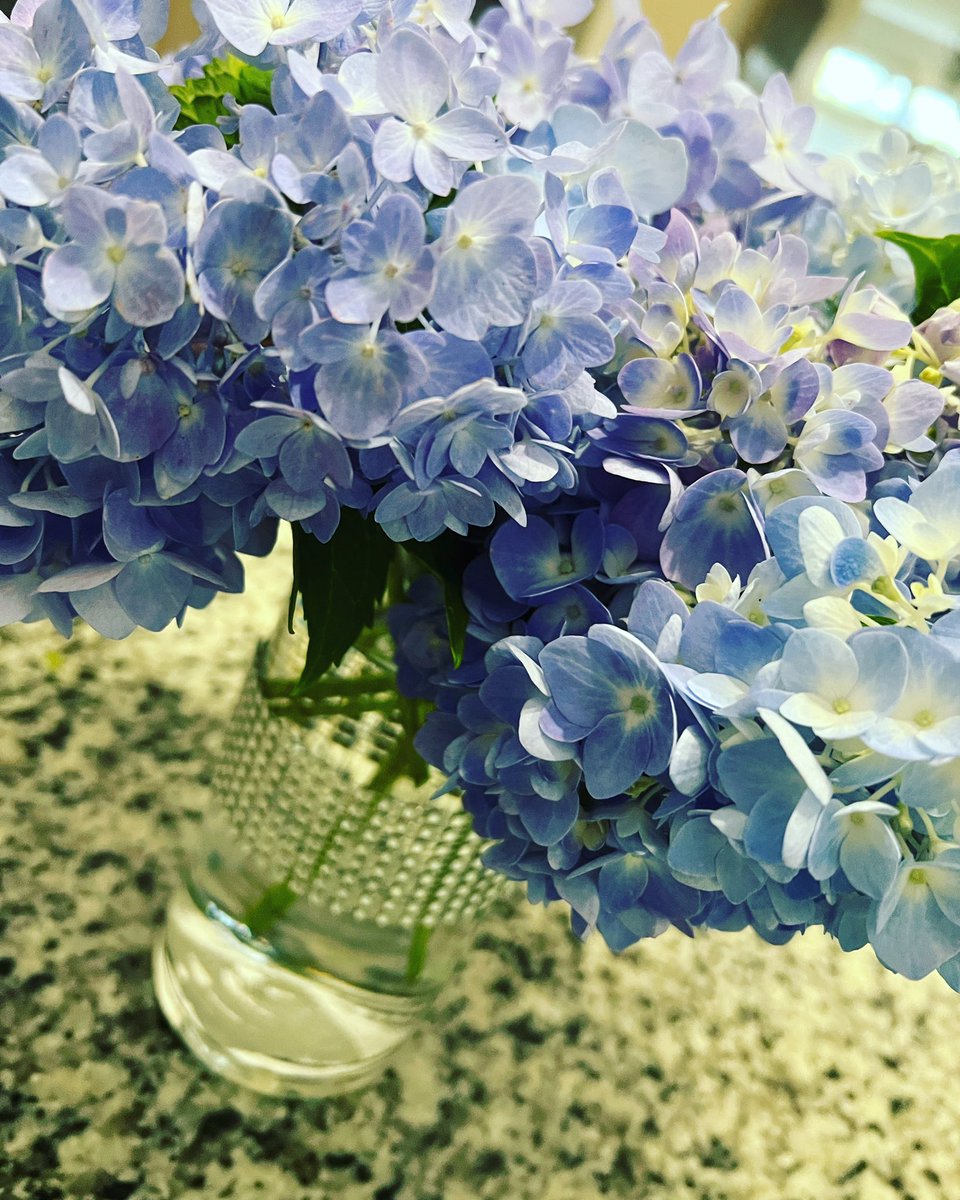 angelabaakko's tweet photo. Love my #hydrangeas this time of year https://t.co/UCPc2oxsYq