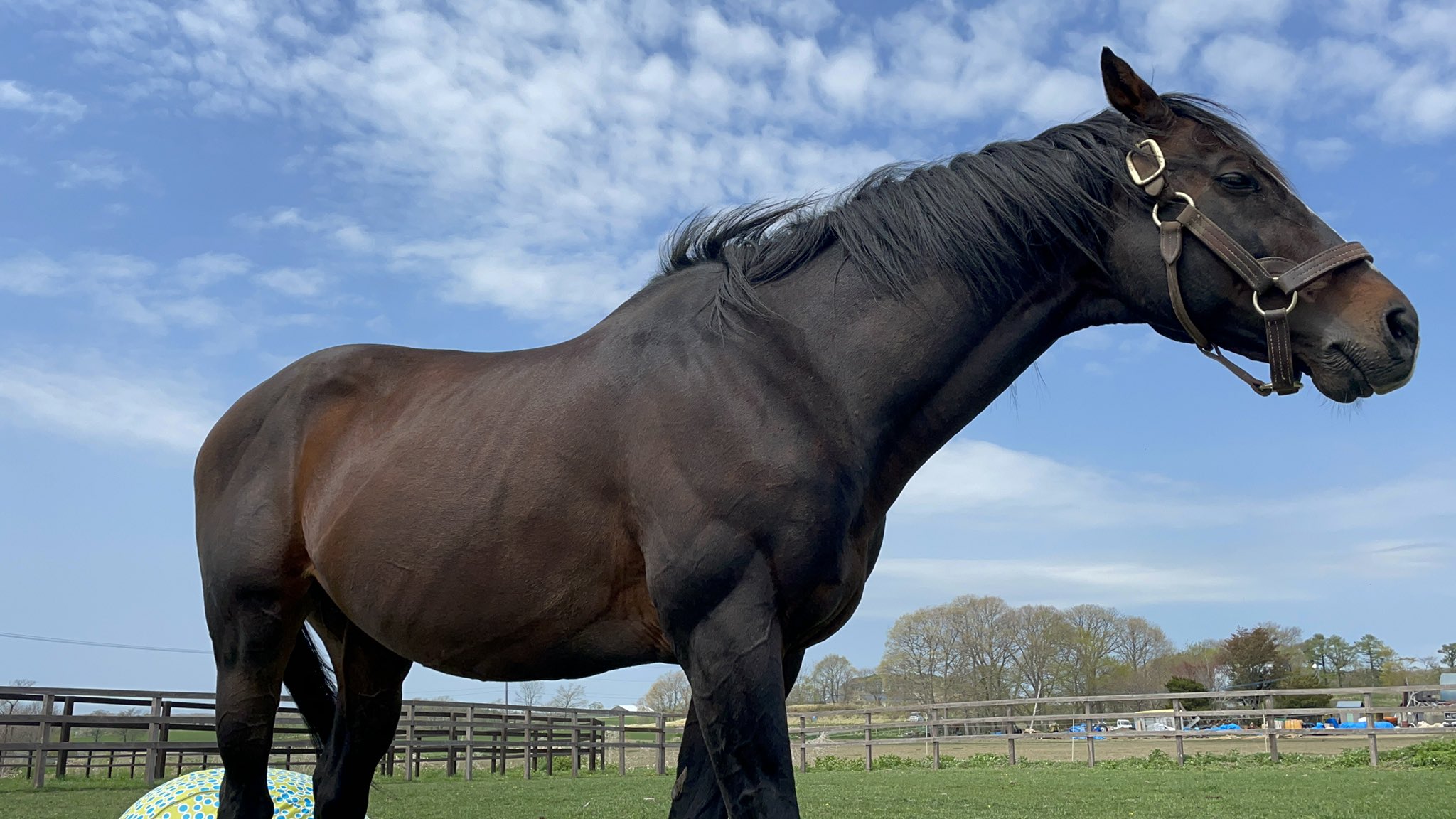 [馬娘] 柵欄又壞了