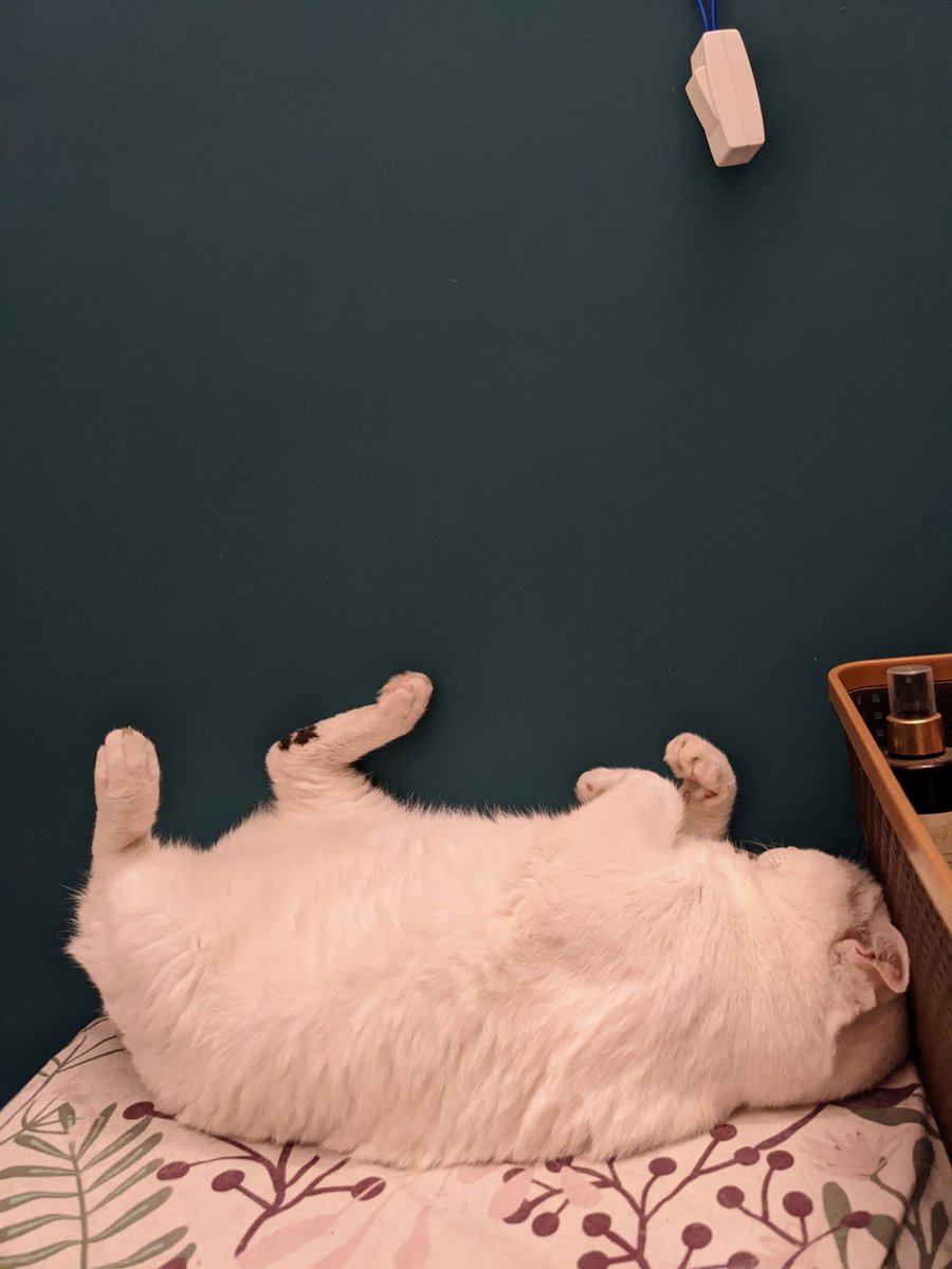 BidiBhatta_90's tweet photo. Okay, now she's just showing off how content she is. π
#comfykitty https://t.co/bZd7iOpna8