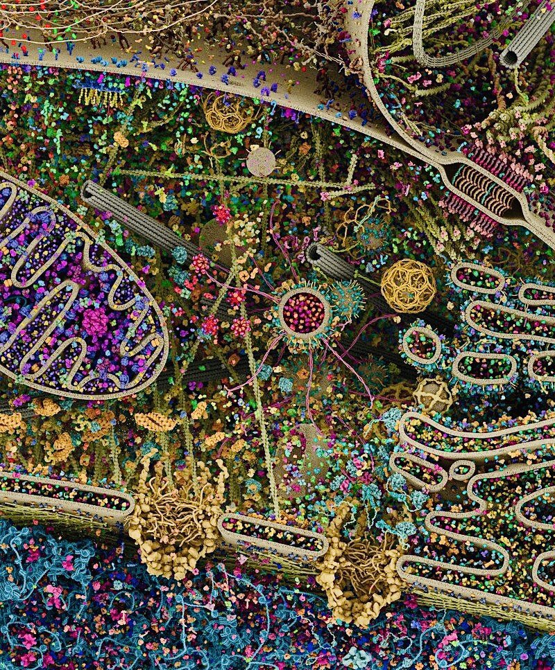 Marsfuchs's tweet image. Das bis heute detaillierteste Bild einer menschlichen Zelle 🔬