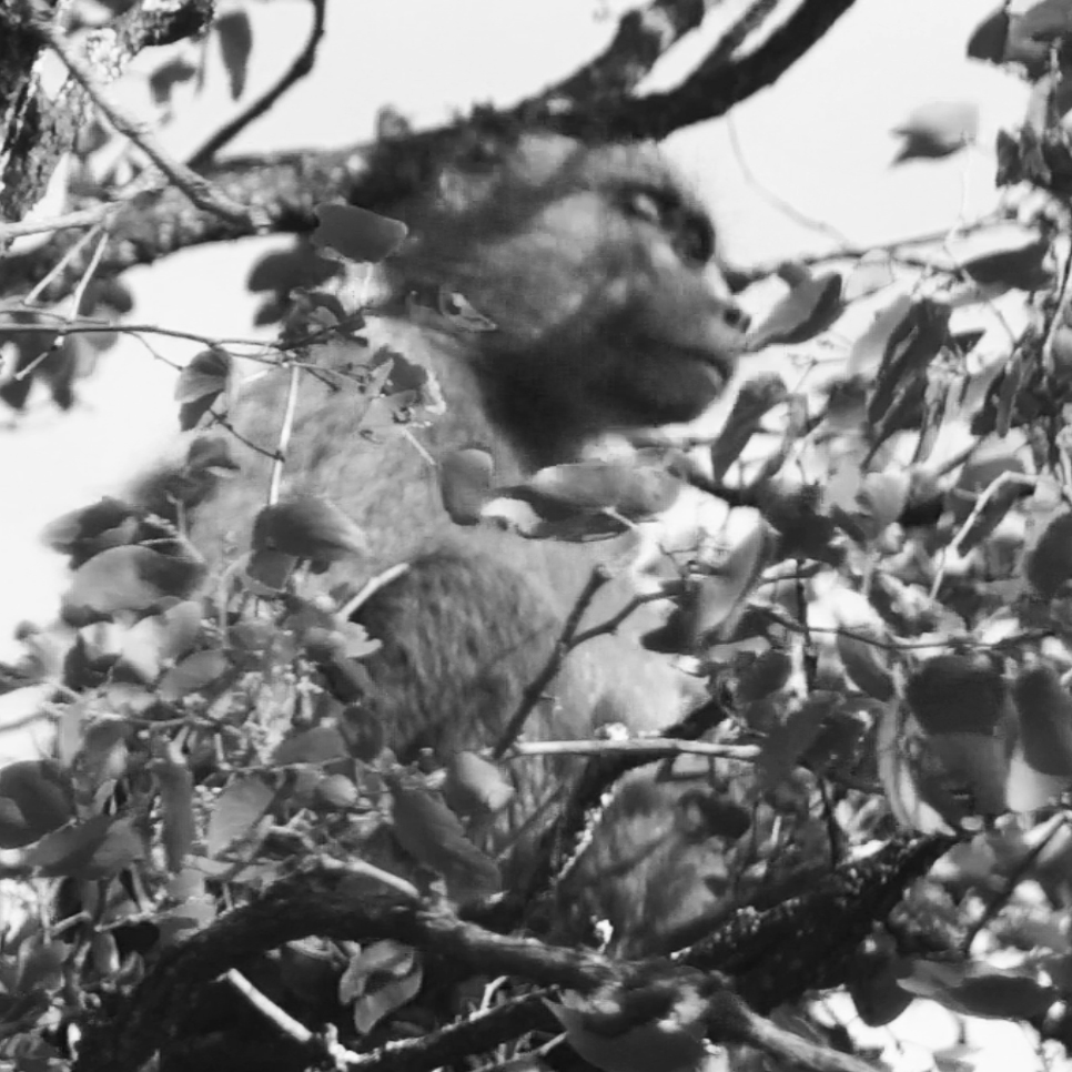 FreedomDeployer's tweet photo. The first black and white photo in the collection. Looks special. #Freedommonkey #0019 listed for 0.08 ETH. https://t.co/qi3ziJOXpg #NFTCommunity #NFT #NFTdrops #newnftproject #newNFTs #newnft #monkeynft #photonft #photonfts #natureNFTs #monkeys #ethereumNFT #ethereumNFTs https://t.co/XMHb39jl3d