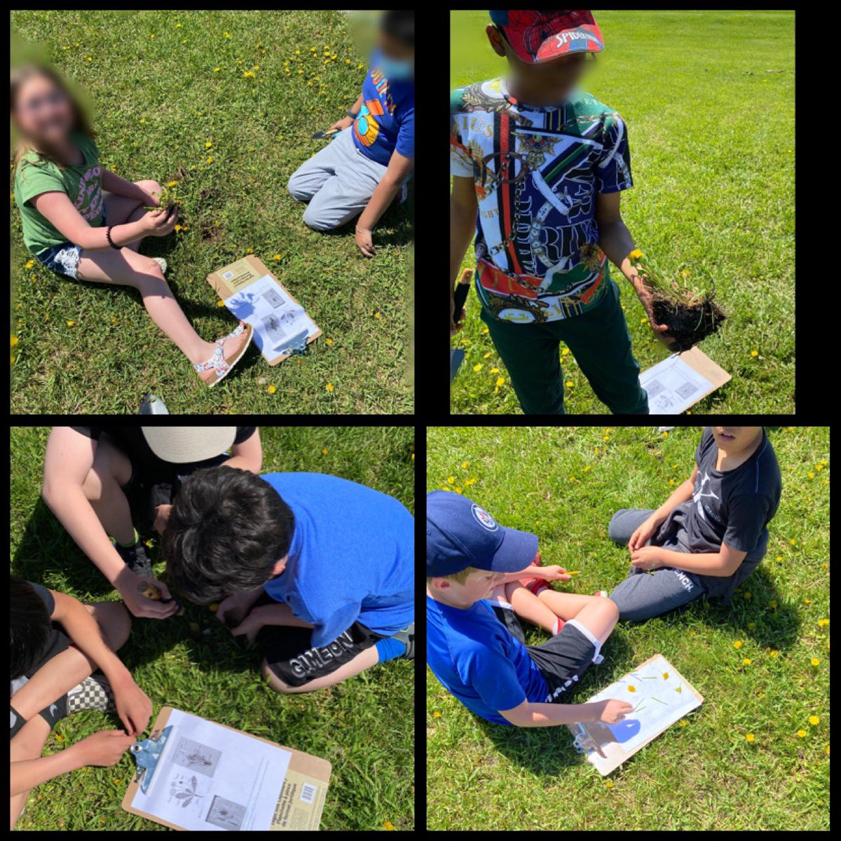 Grade 3 & 5 learning buddies spent time outside today, exploring the structure of plants. We discovered that dandelions have varying root systems! #mentorship #exploration #discovery #enjoyingnature @beg_RETSD @nicoleann4A
