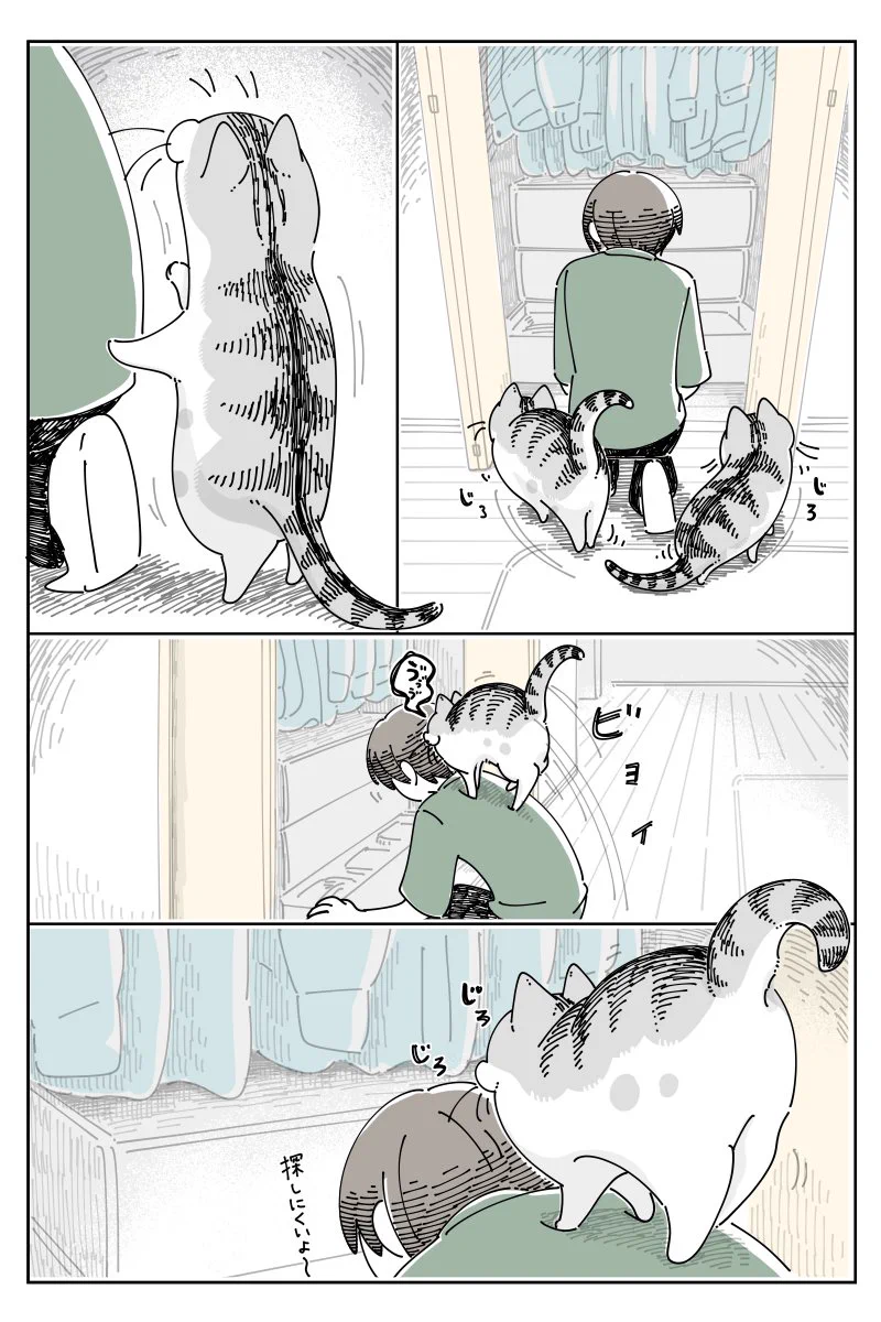 クローゼットを開くと発生することがあるイベント･･･！可愛くて癒される猫漫画！