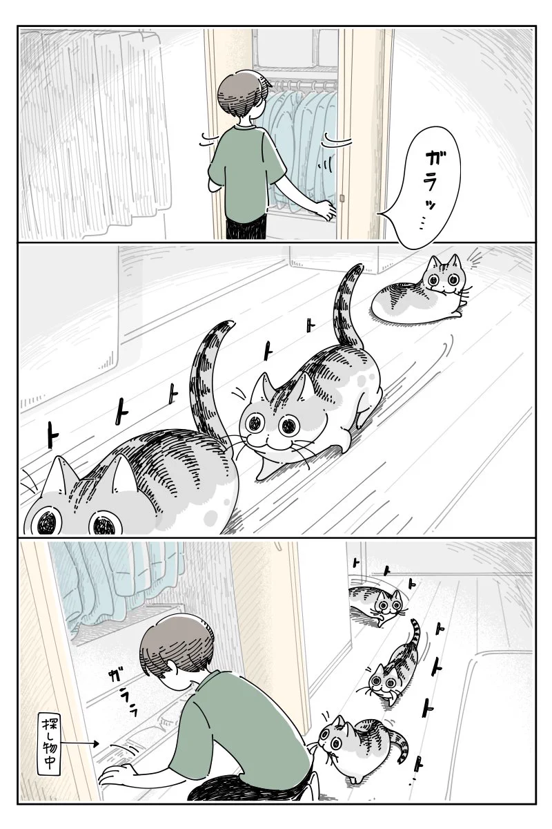 クローゼットを開くと発生することがあるイベント･･･！可愛くて癒される猫漫画！