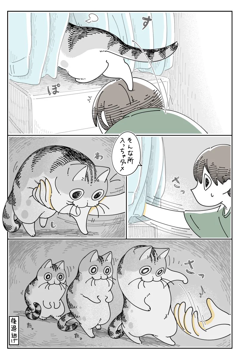 クローゼットを開くと発生することがあるイベント･･･！可愛くて癒される猫漫画！