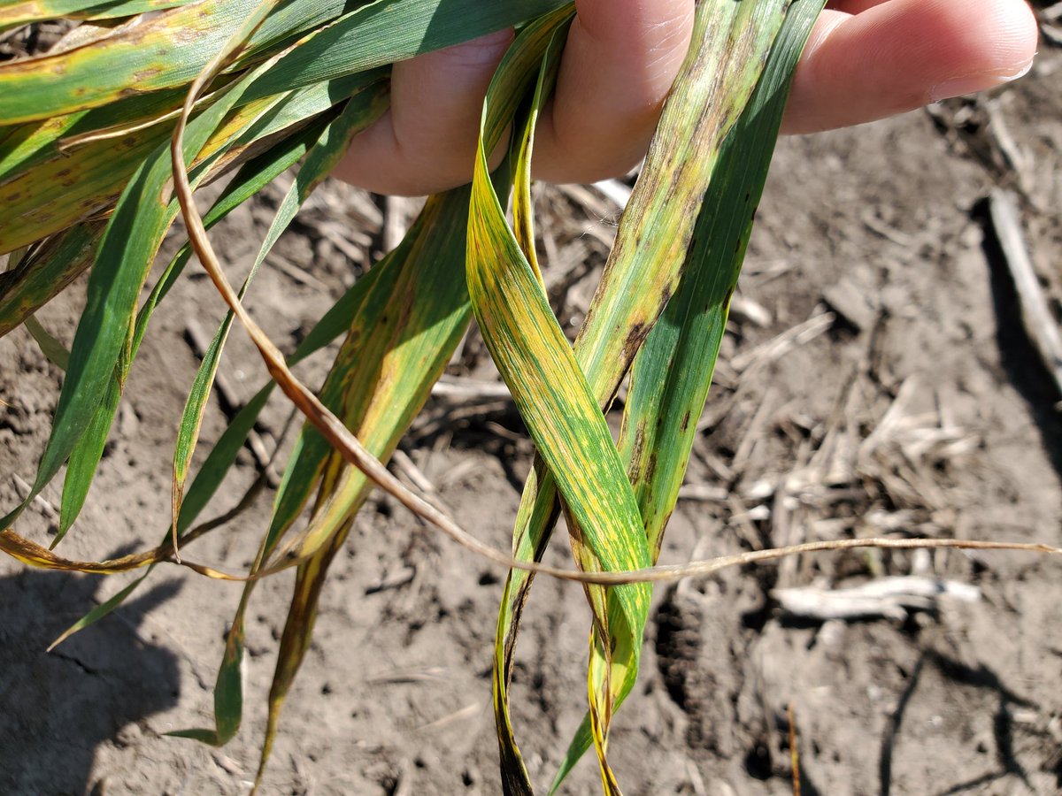 Bacterial leaf streak is becoming severe every year in the upper Midwest. With not effective chemical control, need for host resistance become more important.