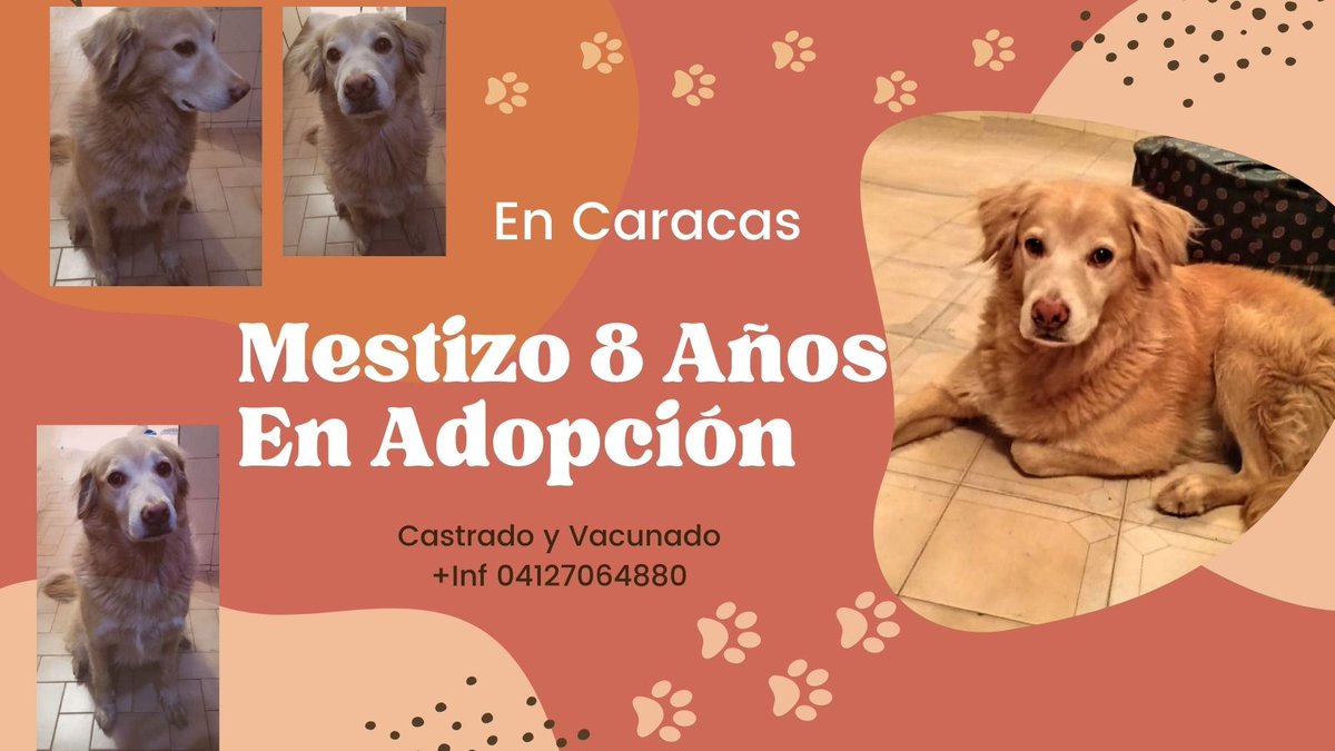 corazonenaccion's tweet photo. #unhogarparacody Necesita un dueño amoroso pero firme de temperamento que le genere autoridad y respeto. Alguien responsable, con carácter, determinado y que ya haya tenido perros anteriormente @divanparaperros  @Peluditos_ @peluditosucv @PerroUsuario https://t.co/PeLSdnlpCd