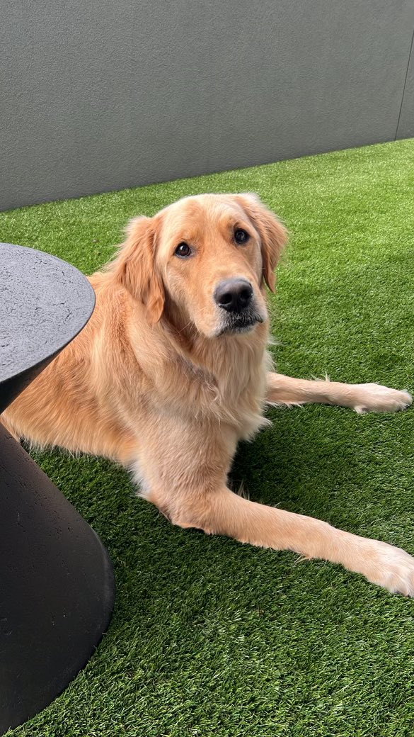 ABREG_1's tweet photo. Hank loves the new turf! Thanks Farris Services! https://t.co/3GRZv2LZJE https://t.co/VN5X3mofz9