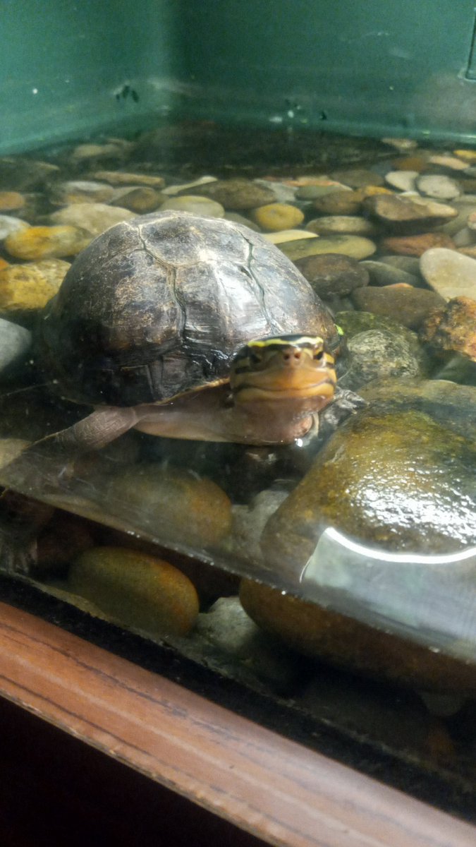 Pachi8702's tweet photo. This turtle is my spirit animal. https://t.co/SIAGI3rO6U
