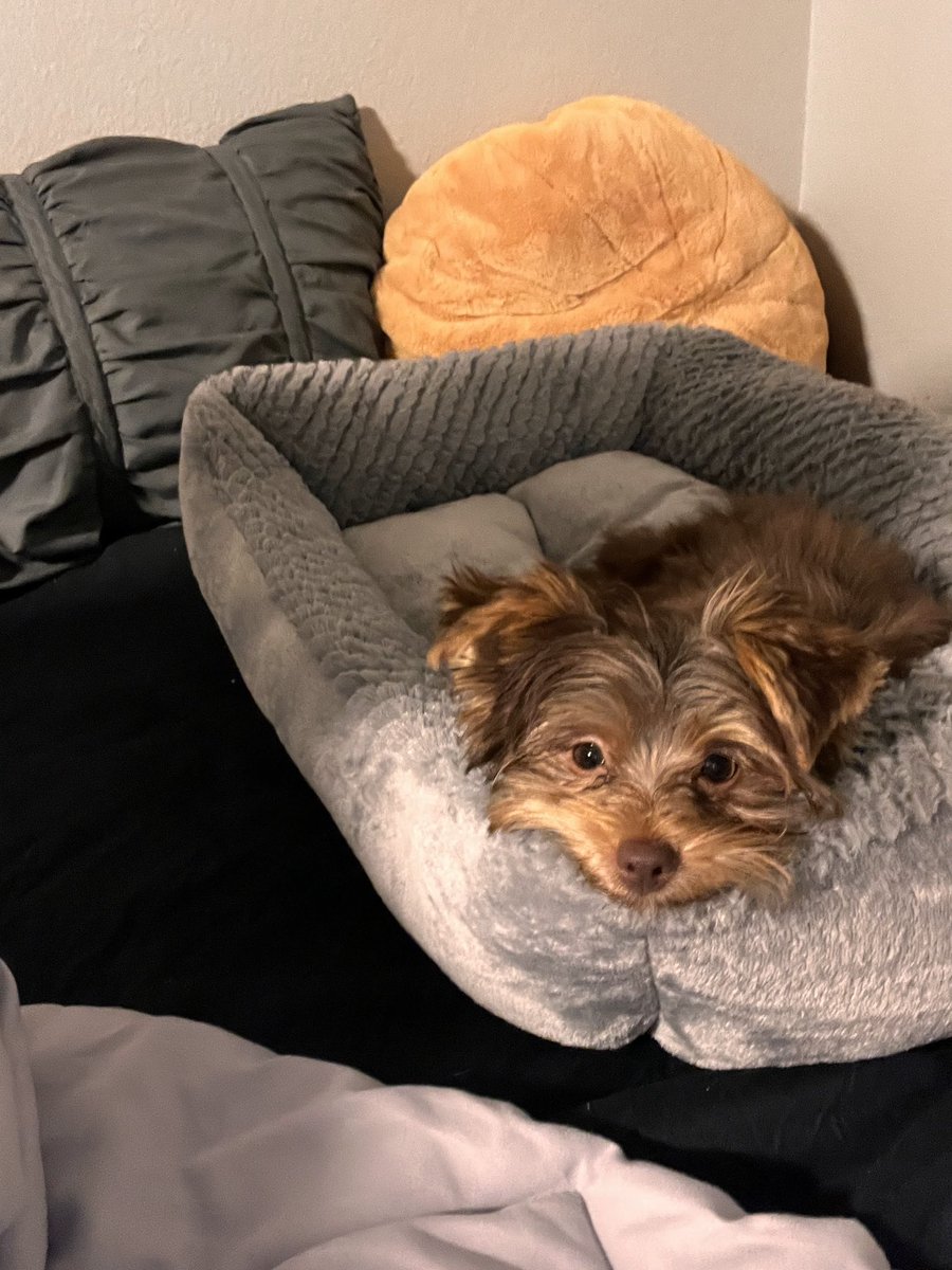 Jacquelyn2442's tweet photo. Now introducing Rocky Alexander ❤️ https://t.co/cGcBMUgAAO