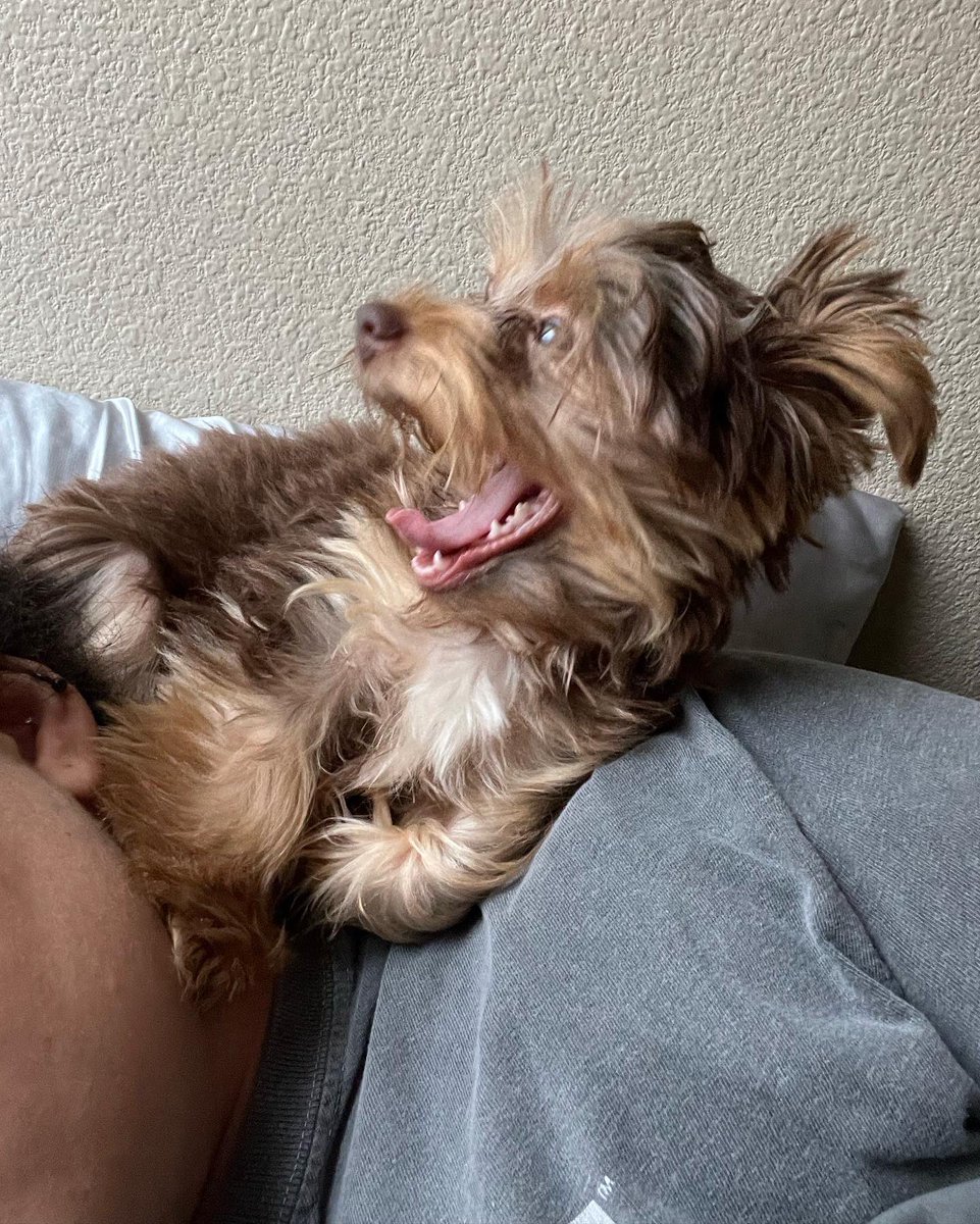Jacquelyn2442's tweet photo. Now introducing Rocky Alexander ❤️ https://t.co/cGcBMUgAAO