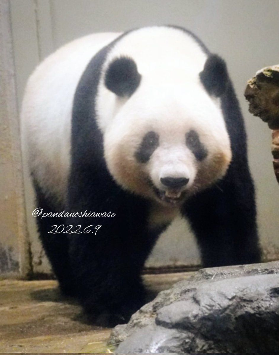 パンダのミャオミャオ Everyday Panda】「MEN'S PANDA」☆シャオシャオモデル