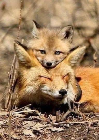 G1Ganbold's tweet photo. Ээж л хажууд байхад бүх зүйл сайхан. 🥰💓 #caak https://t.co/BopVUhWplZ