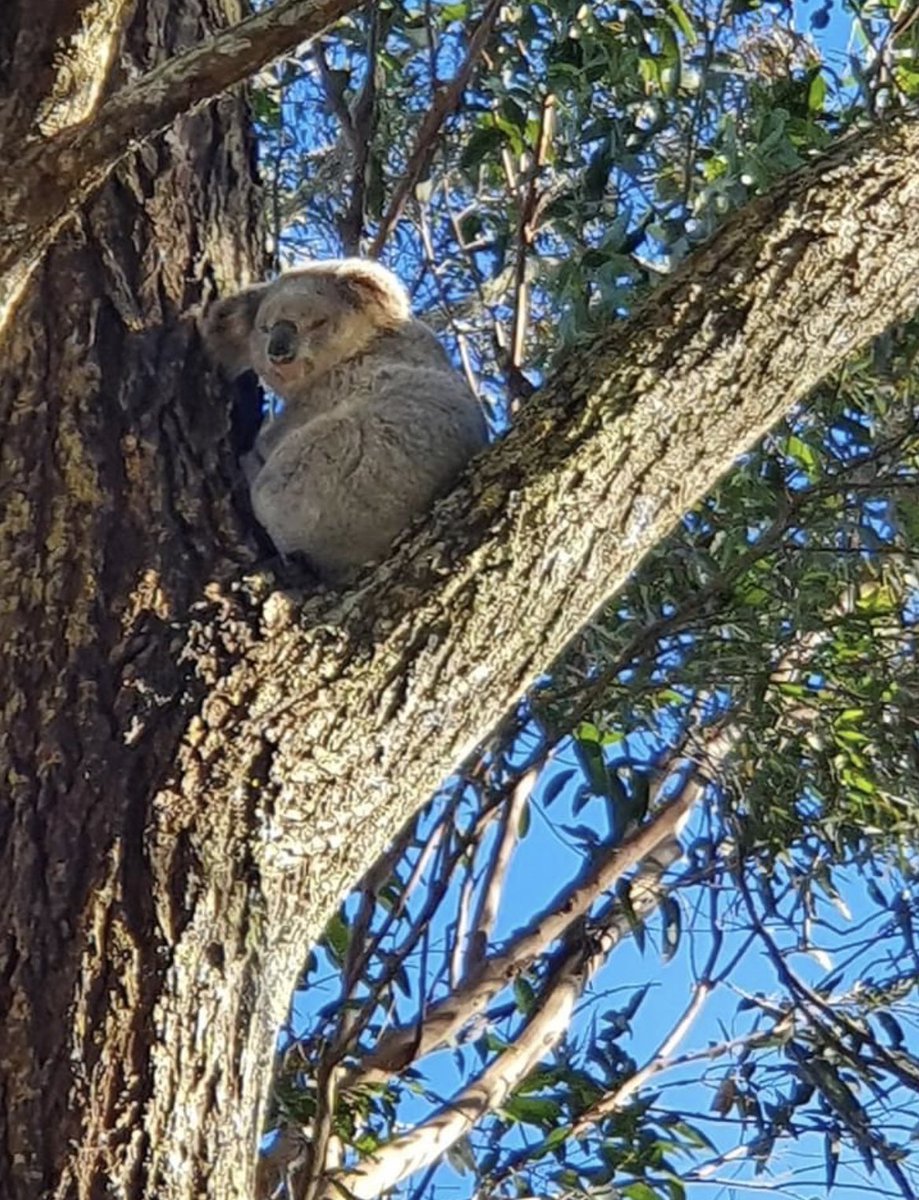 Save Sydney's Koalas tweet media