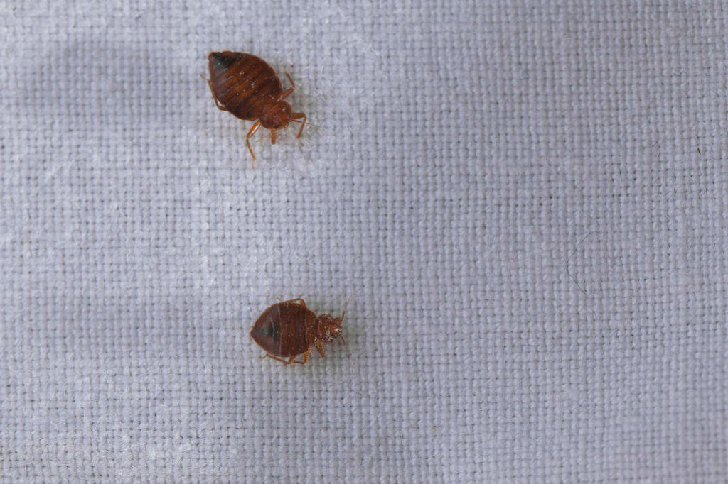 PestControlMel's tweet photo. How To Get Rid Of Bed Bugs – Are you not sleeping tight - because the bed bugs have started to bite? These blood-sucking critters are a problem in Melbourne, but we know the solutions.

#bedbugs #pests #pest... https://t.co/5G2ETR1LYH https://t.co/hZstyTgBY1